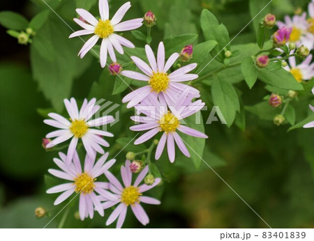 庭に咲く菊の花、日本の秋の花、ピンクの小菊 83401839