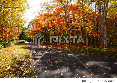 真駒内公園の紅葉　秋（北海道札幌市） 83402687