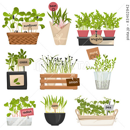 Microgreen Label Icon Set 83402942