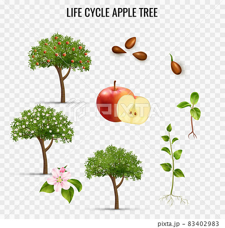 Apple Life Cycle Transparent Set Apple Life Cycle Transparent Set 83402983
