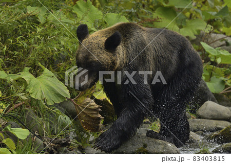 ヒグマ ヒグマ 83403815