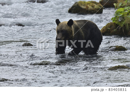 ヒグマ ヒグマ 83403831