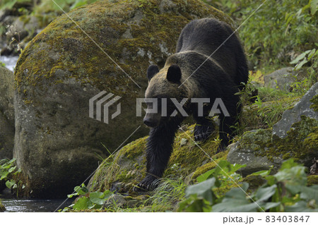 ヒグマ ヒグマ 83403847