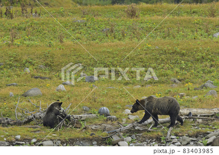 ヒグマ ヒグマ 83403985