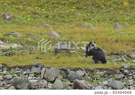 ヒグマ ヒグマ 83404008