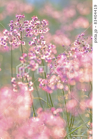 ラッキョウの花 (鳥取県北栄町) ラッキョウの花 (鳥取県北栄町) 83404419