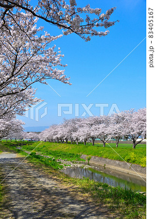 桜景　草場川 83405167