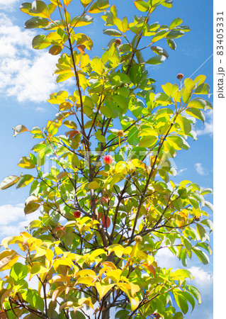 ヤマボウシに実がなっています。可愛いです。ホンコンエンシス種です。 83405331