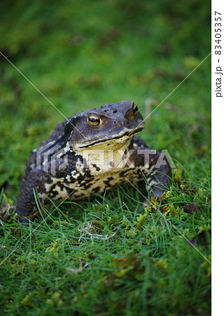ヒキガエル　 83405357
