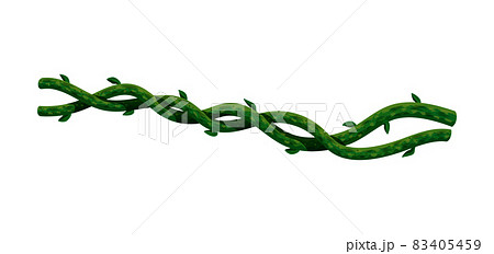 Tropical Liana Stalks Composition 83405459