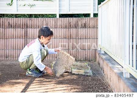 庭に芝生を植えるお手伝いをする小学生の男の子 庭に芝生を植えるお手伝いをする小学生の男の子 83405497