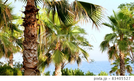palm trees are located on a background of blue sea and sky close-up. Natural calm background with 83405527