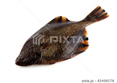Starry flounder (emery wheel, grindstone, long-nosed flounder) Starry flounder (emery wheel, grindstone, long-nosed flounder) 83406578