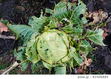 Ripe cabbage spoiled by insects. Home farming. 83406884