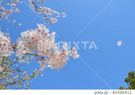 クローズアップした満開の桜が散る 83406912