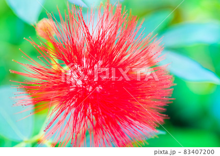 ピンクッションハケアの花に似ています。赤い鮮やかな花がとてもきれいです。 83407200