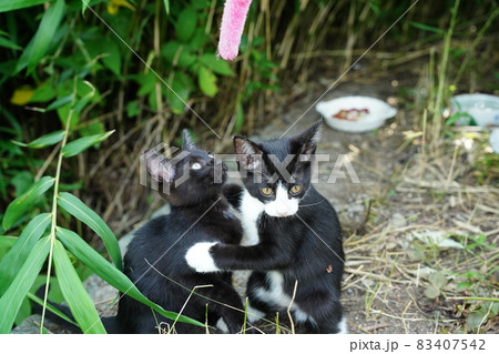 錆柄お母さんに見守られ猫じゃらしで遊ぶ可愛い子猫 83407542