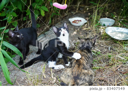 錆柄お母さんに見守られ猫じゃらしで遊ぶ可愛い子猫 83407549