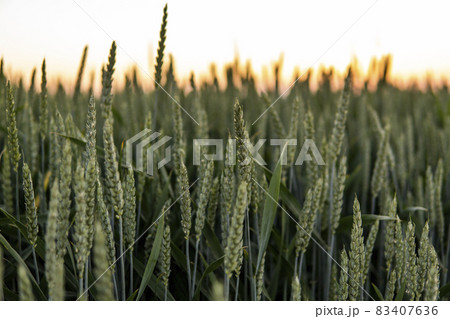 Young green wheat growing in agricultural field. Unripe cereals. The concept of agriculture, organic food. Wheat sprout growing in soil. Close up on sprouting wheat in sunset. 83407636