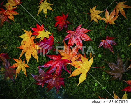 【京都】雨の鈴虫寺の紅葉 【京都】雨の鈴虫寺の紅葉 83407836