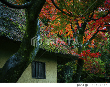 【京都】雨の鈴虫寺の紅葉 【京都】雨の鈴虫寺の紅葉 83407837