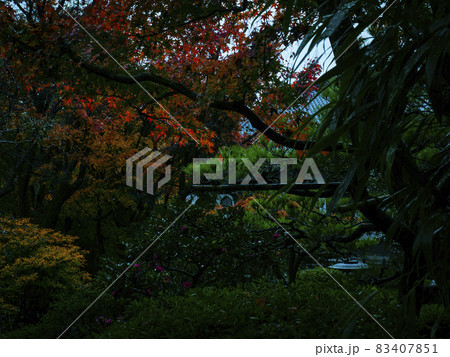 【京都】雨の鈴虫寺の紅葉 83407851