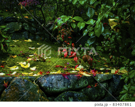 【京都】雨の鈴虫寺の紅葉 【京都】雨の鈴虫寺の紅葉 83407861