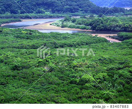 住用のマングローブ林 83407883