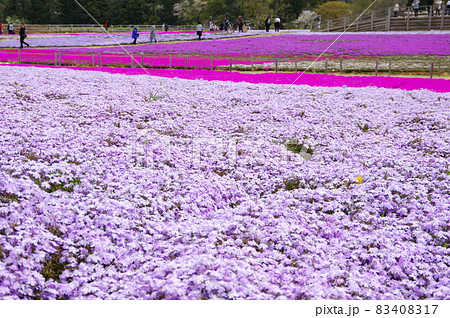 富田さとにわ耕園の満開の芝桜／千葉市若葉区 83408317