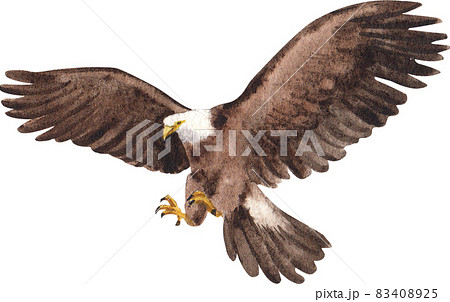 Watercolor painting of an american bald eagle. Symbol predator, bird illustration. 83408925