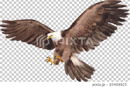 Watercolor painting of an american bald eagle. Symbol predator, bird illustration. 83408925