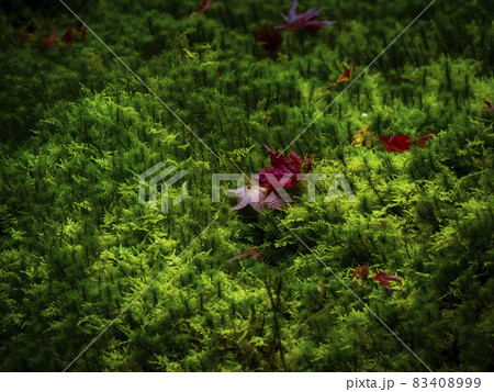 【京都】瑠璃光院の紅葉 83408999
