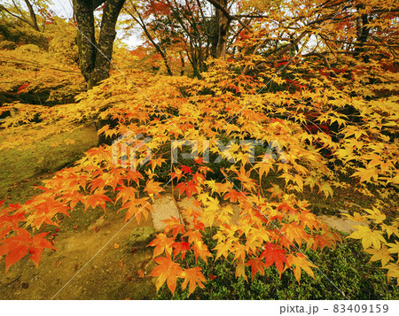 【京都】花の寺 勝持寺の紅葉 83409159