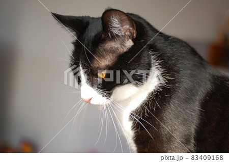 悩ましげな猫 83409168