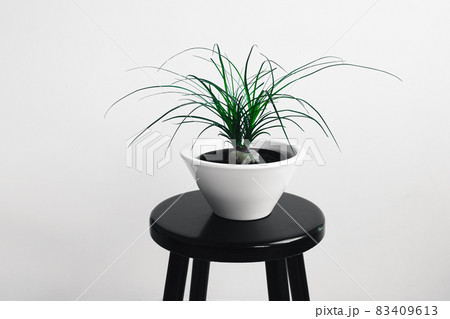 Plant of beaucarnea recurvata in a white flower pot on the black table in daylight Plant of beaucarnea recurvata in a white flower pot on the black table in daylight 83409613