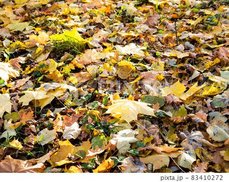 fallen colorful leaves on city lawn close up 83410272
