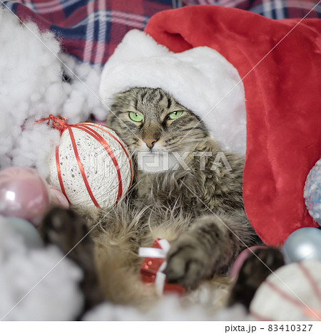 Santa cat tiger with a grinning muzzle. Christmas poster with a cat. Cat in a luscious festive atmosphere with Christmas attributes 83410327