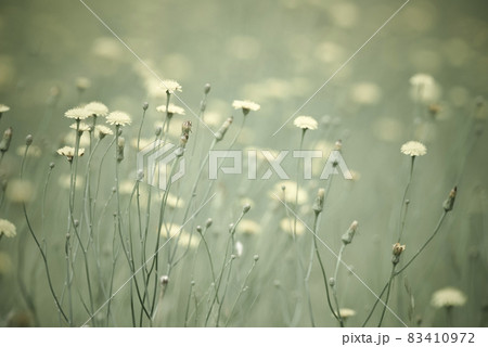 Flowery landscape in vintage color effect Flowery landscape in vintage color effect 83410972