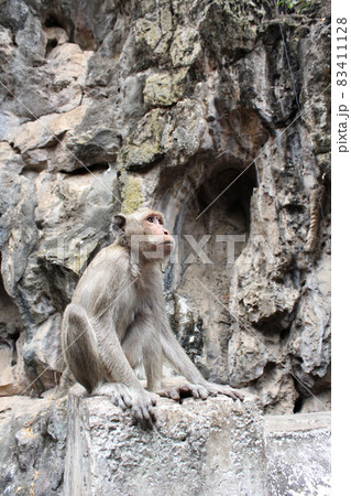 Adult monkey sits on the rock in the park. 83411128