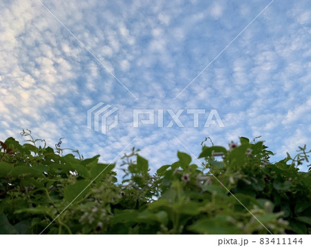 ヘクソカズラの花と蕾と青空のひつじ雲(うろこ雲)/The flower of Skunk vine ヘクソカズラの花と蕾と青空のひつじ雲(うろこ雲)/The flower of Skunk vine 83411144