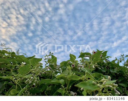 ヘクソカズラの花と蕾と青空のひつじ雲(うろこ雲)/The flower of Skunk vine ヘクソカズラの花と蕾と青空のひつじ雲(うろこ雲)/The flower of Skunk vine 83411146