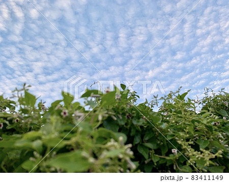 ヘクソカズラの花と蕾と青空のひつじ雲(うろこ雲)/The flower of Skunk vine 83411149