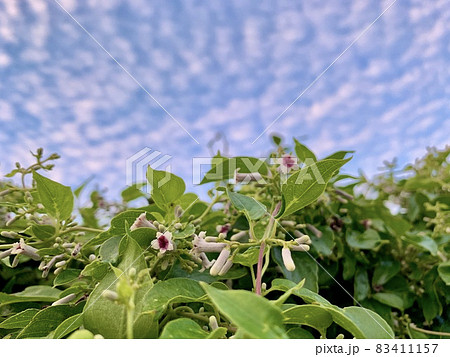 ヘクソカズラの花と蕾と青空のひつじ雲(うろこ雲)/The flower of Skunk vine ヘクソカズラの花と蕾と青空のひつじ雲(うろこ雲)/The flower of Skunk vine 83411157