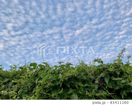 ヘクソカズラの花と蕾と青空のひつじ雲(うろこ雲)/The flower of Skunk vine ヘクソカズラの花と蕾と青空のひつじ雲(うろこ雲)/The flower of Skunk vine 83411160