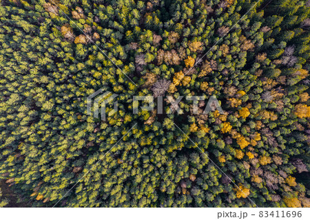 Directly above aerial drone full frame shot of green emerald pine forests and yellow foliage groves with beautiful texture of treetops. Beautiful fall season scenery. Mountains in autumn golden colors 83411696