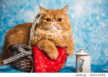 Red Persian cat in red Santa Claus scarf on Christmas Red Persian cat in red Santa Claus scarf on Christmas 83411699