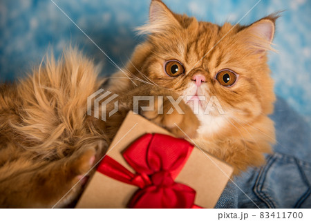 Red Persian cat with gift box on Christmas 83411700