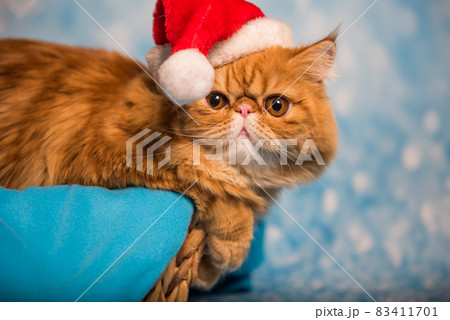Red Persian cat in red Santa Claus hat on Christmas Red Persian cat in red Santa Claus hat on Christmas 83411701