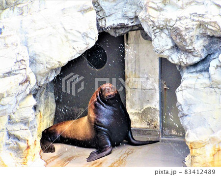 オアシス!! オアシス!! 83412489