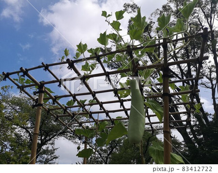 東京都墨田区_向島百花園の瓜(うり,ウリ) 東京都墨田区_向島百花園の瓜(うり,ウリ) 83412722